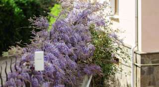 Гостевой дом Вилла Мария Ялта Апартаменты-4